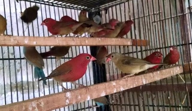 Senegal firefinch dalam kandang ombyokan