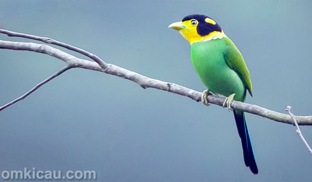 Burung madi injap