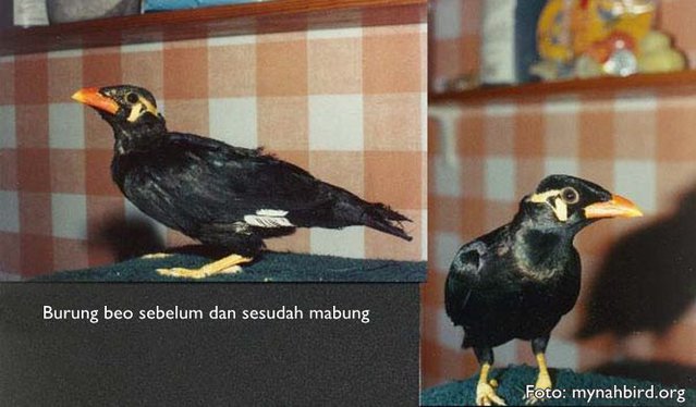 Merawat burung beo mabung