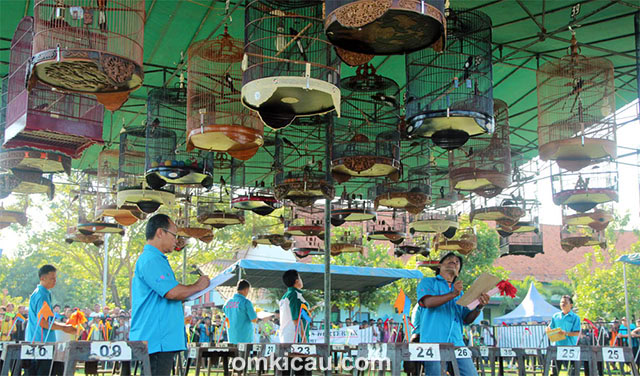 Lomba burung bukan lomba teriak