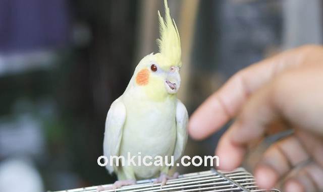 cara melatih burung cockatiel cara melatih burung cockatiel