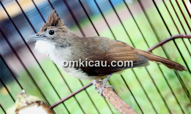 Memaster cucak jenggot