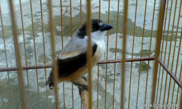 cendet mabung