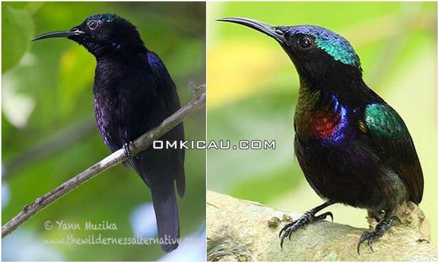 madu hitam dan bakau