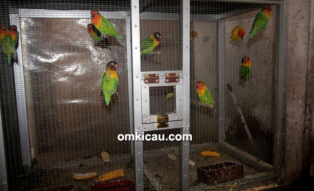 Breeding lovebird Excellent BF Jogja