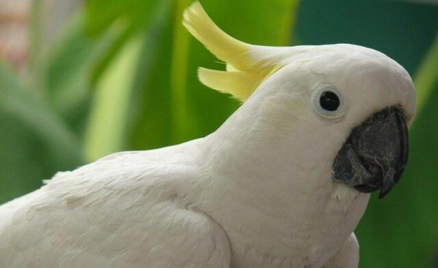 Burung kakatua