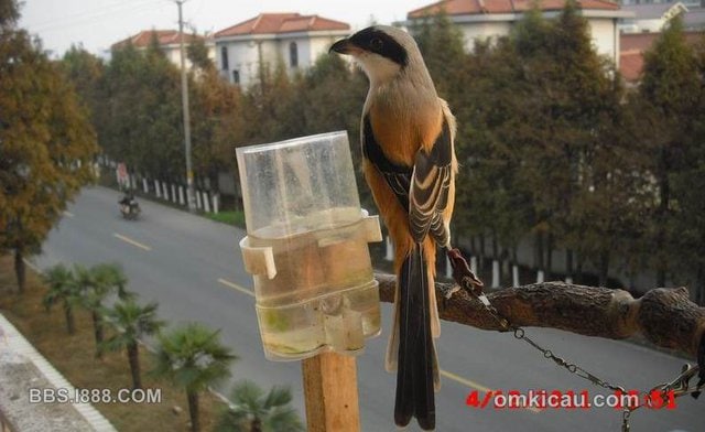 Cendet juga digemari di beberapa negara di Asia | foto Beijing Birds Society