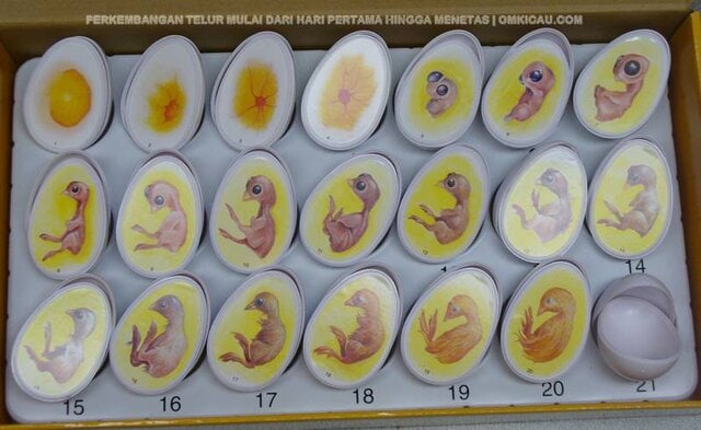 PERKEMBANGAN TELUR DARI HARI PERTAMA HINGGA MENETAS | Photo : happyheartsplaycare.com