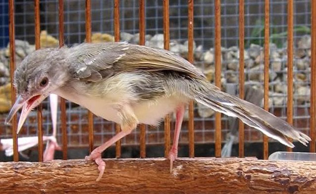 Burung ciblek