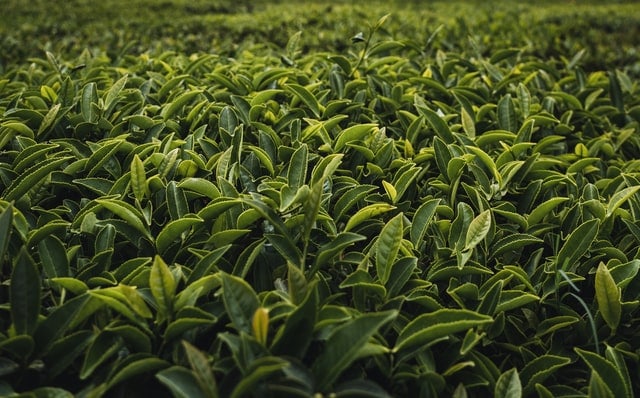 tea estate in Sri lanka tea estate in Sri lanka