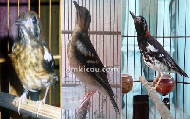 Tahap perawatan anis kembang anakan hingga dewasa