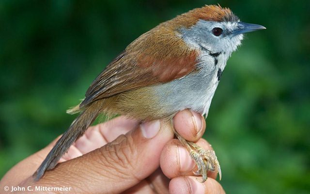 Penampilan yang mirip burung kas0-kaso (tepus gelagah)