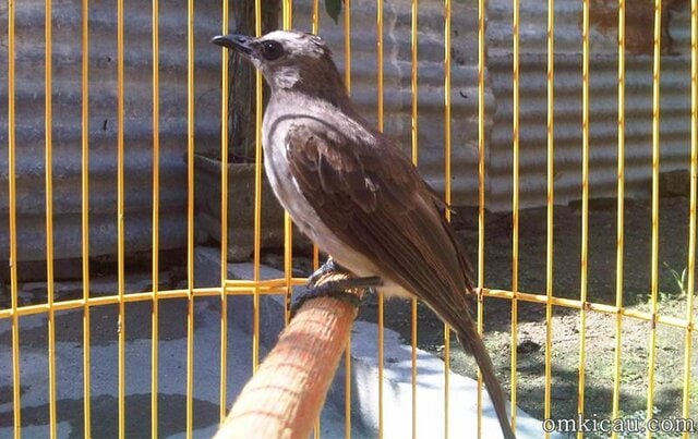 Burung trucukan