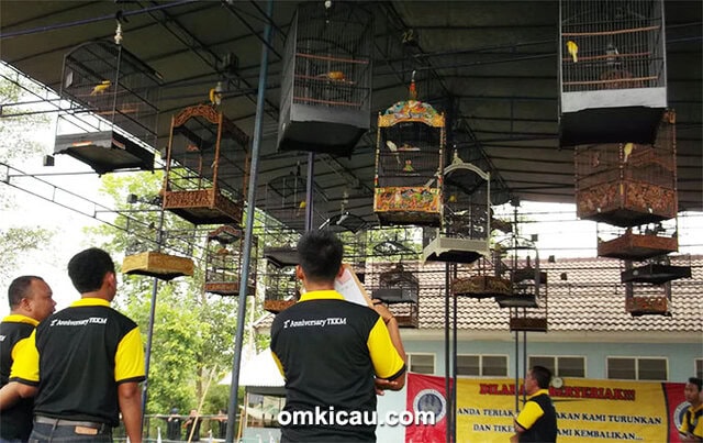 Suasana lomba di kelas kenari isian