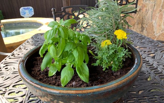Container Gardens