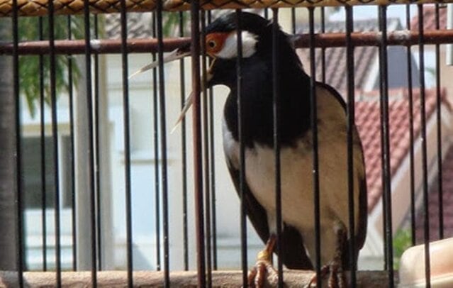 Jalak suren mangap