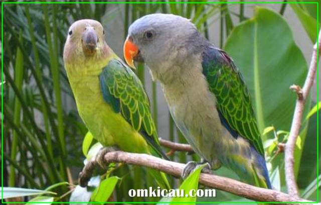 Suara nuri tanau seperti perpaduan suara serindit dan parkit