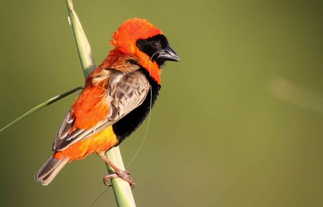 Red bishop atau Southern red bishop (Euplectes orix), salah satu jenis burung yang termasuk keluarga burung manyar