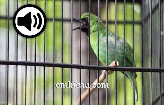 suara burung cucak ijo isian untuk masteran suara burung cucak ijo isian untuk masteran
