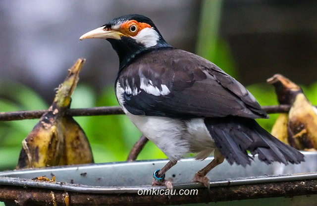burung jalak suren burung jalak suren