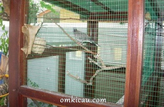 Burung dalam kandang aviary