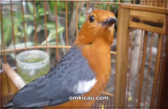 Burung anis merah yang bisa tampl maksimal jika dberikan perawatan yang tepat