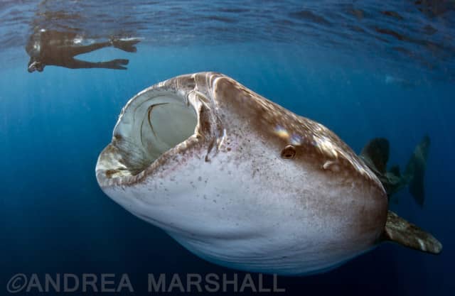 whale shark day, whale shark, whale sharks, marine megafauna foundation, travels with tam
