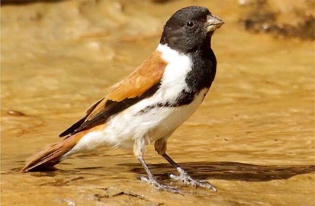 Burung black-headed canary