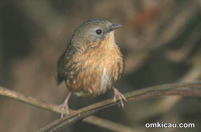 Tawny-breasted wren-babbler (Spelaeornis longicaudatus)
