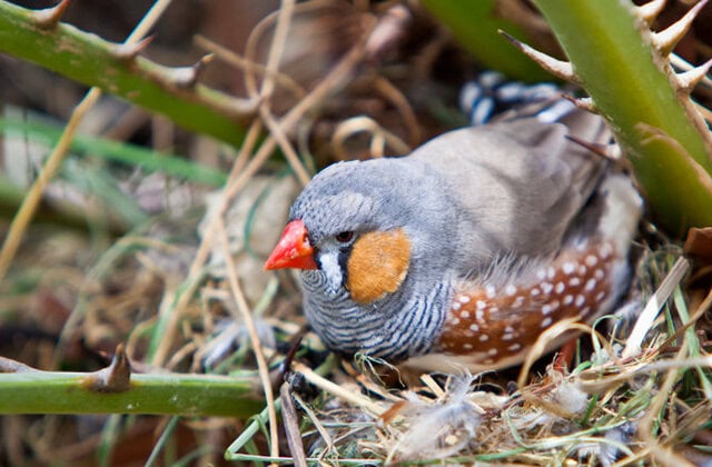 sarang burung