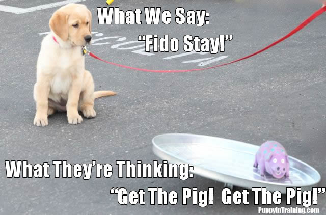 Puppy Thoughts