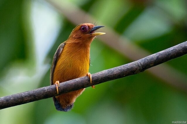 Burung tukik tikus