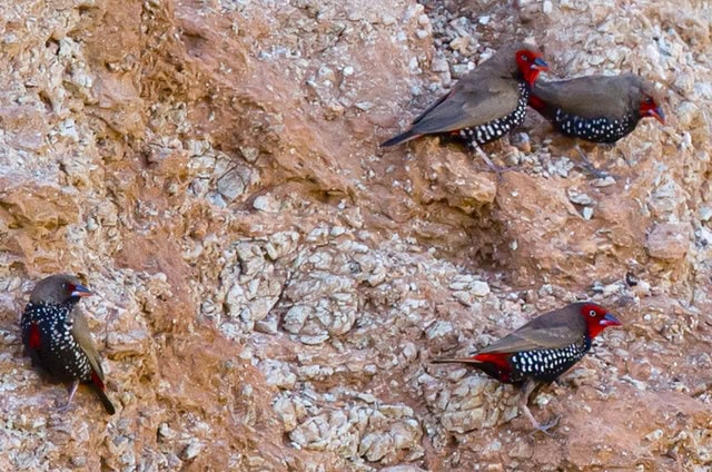 Burung painted firetail di habitatnya