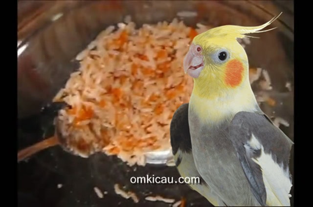 Pakan racikan kaya gizi berbahan beras merah untuk burung cockatiel