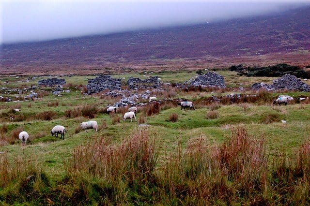Sheep grazing on old lazy beds in The Deserted Village on Achill Island, County Mayo
