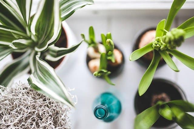 10 Kill Proof Plants That Absorb Radiation Tips For Growing Beat Emf