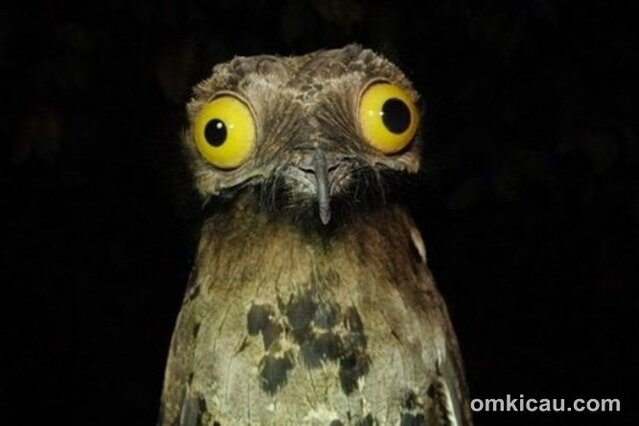 Burung potoo