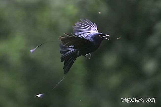 Burung srigunting