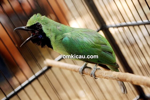 Cucak hijau Air Bunda