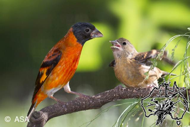 red siskin dan anakan