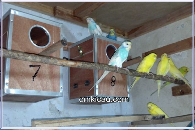 Tips dan trik berternak burung parkit agar cepat bertelur