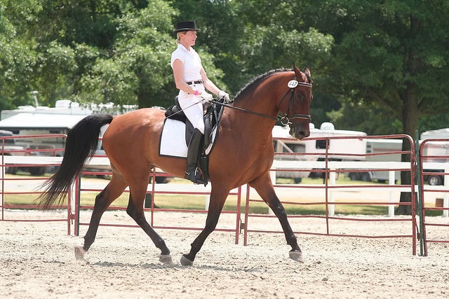Four feet off the ground is not ideal for a dressage shot.