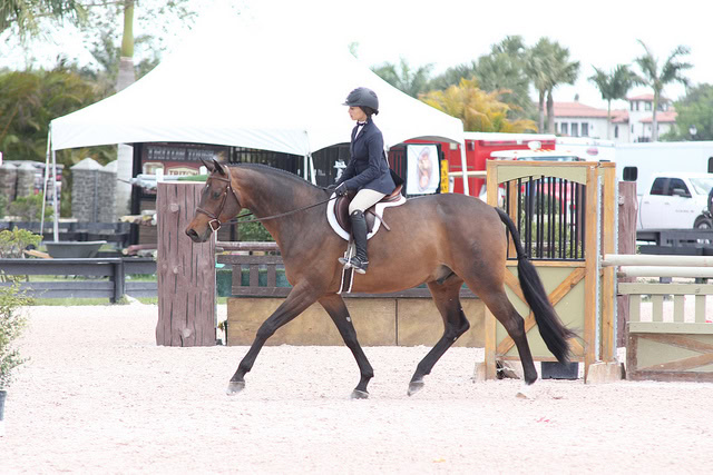 This horse is an exquisite mover, but still the photo could have been taken a smidge later.