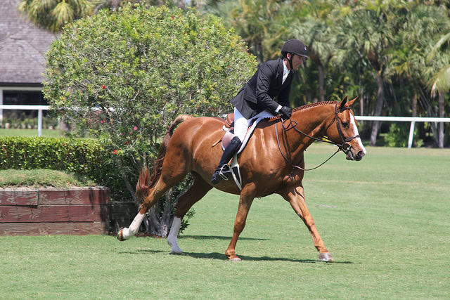 Good timing for the stretched out canter shot.