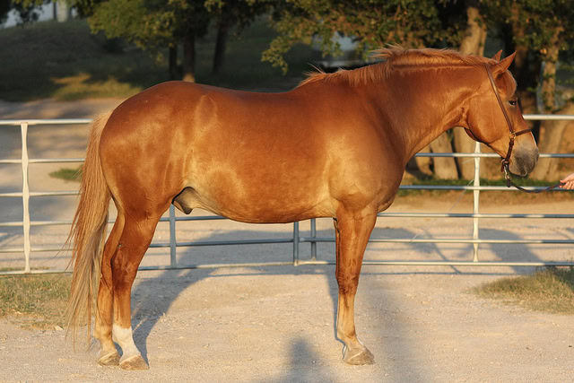 Teaspoon, Belgian/QH