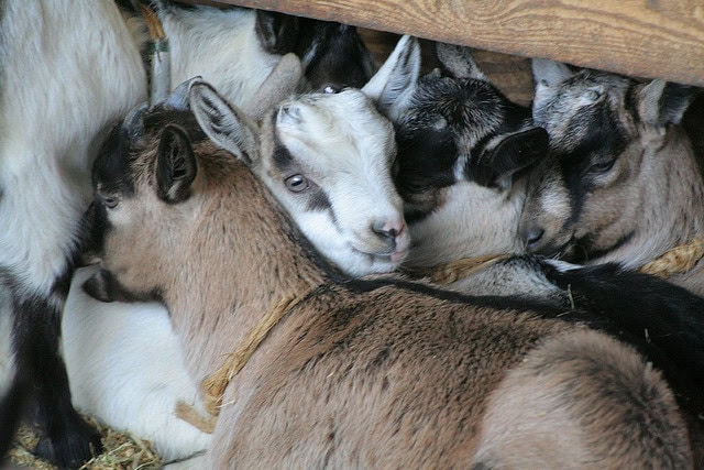 Baby goats