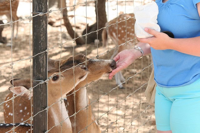 And feeding adorably small deer at the rescue zoo in Austin.