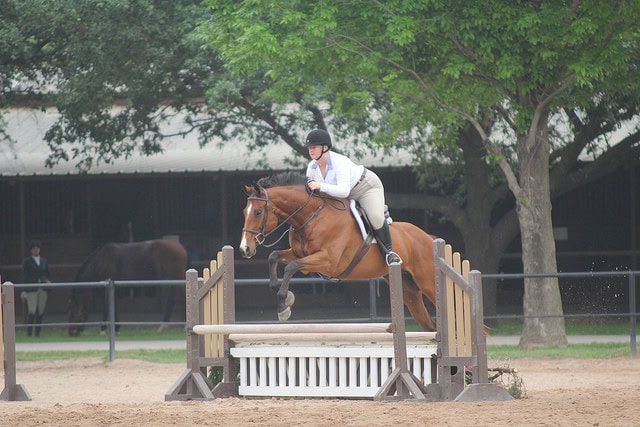 Horse eating oxers. Everywhere.