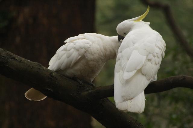 preening pada burung