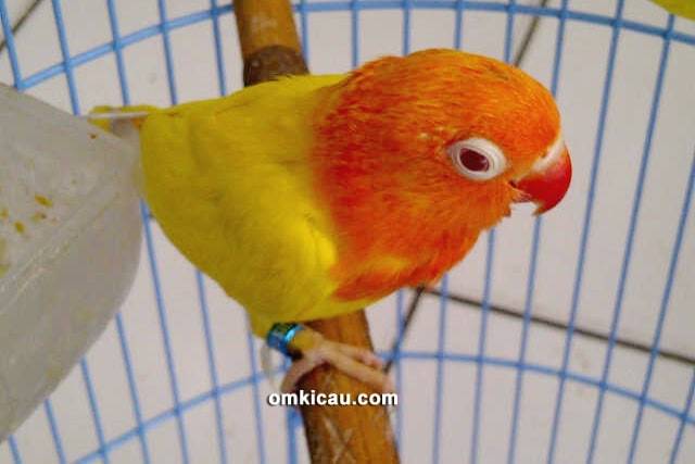 Breeding lovebird Music BF Jakarta